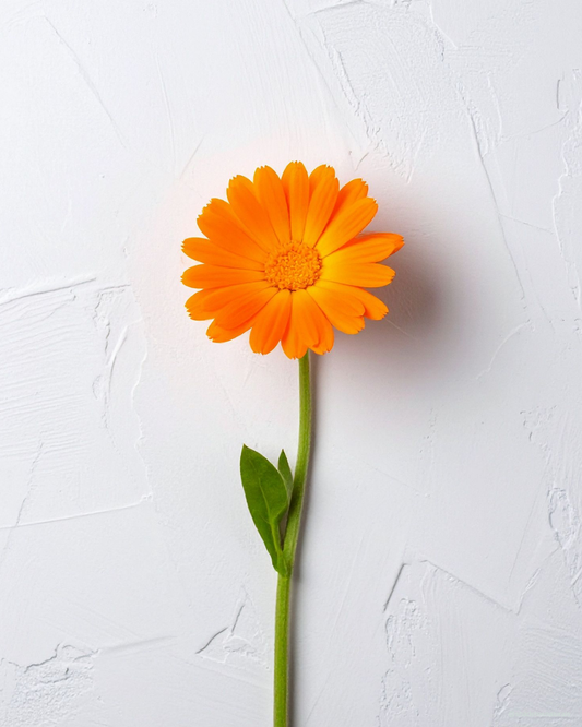 Calendula in Skincare: What It Is and Why We Use It