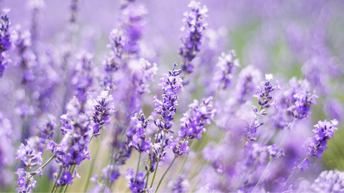 Lavender: More Than a Pretty Flower—Benefits for Skin, Home & Wellbeing