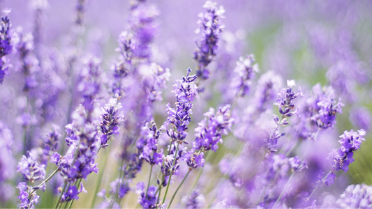 Lavender: More Than a Pretty Flower—Benefits for Skin, Home & Wellbeing